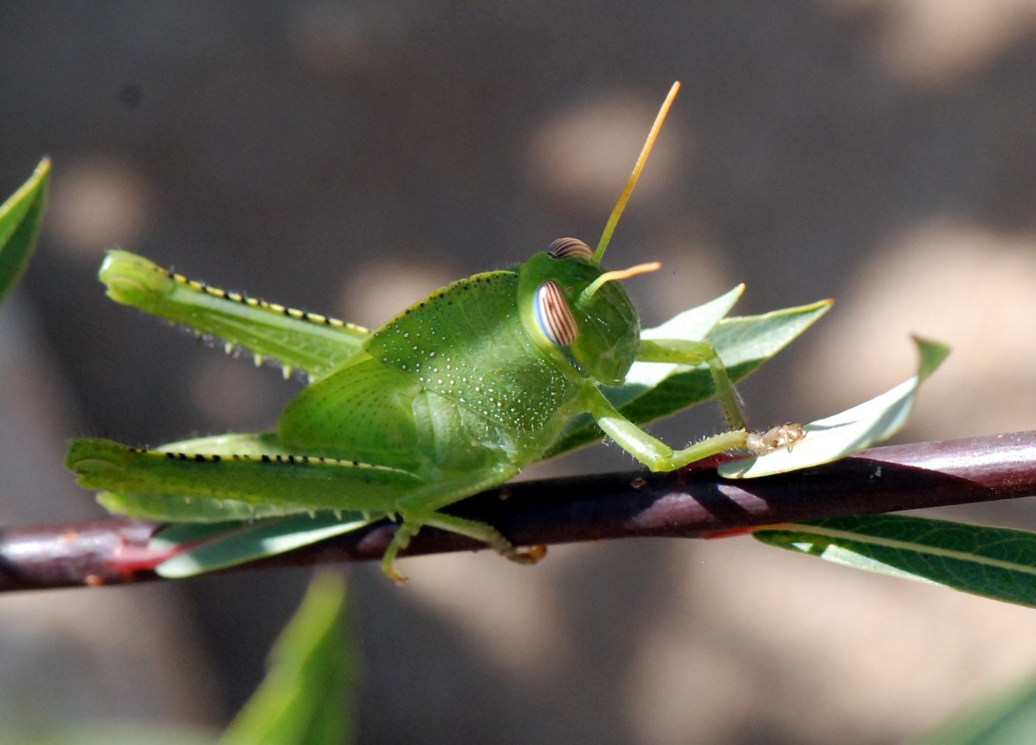 Patrick Decreus - Anacridium aegyptium - réf. 109375 (1500 x 1079 pixels, 175 ko)