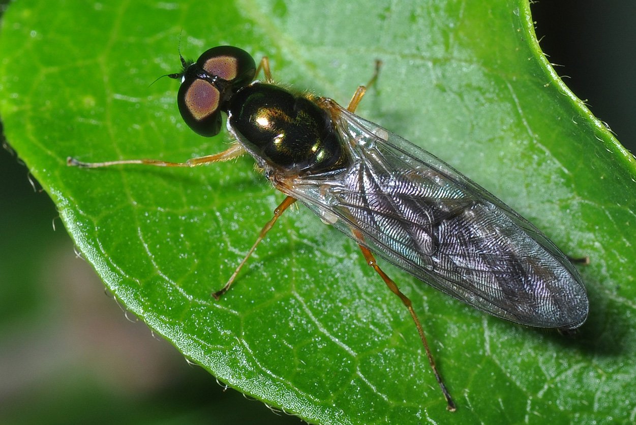 Christophe Quintin - Sargus bipunctatus - réf. 109111 (1251 x 836 pixels, 218 ko)