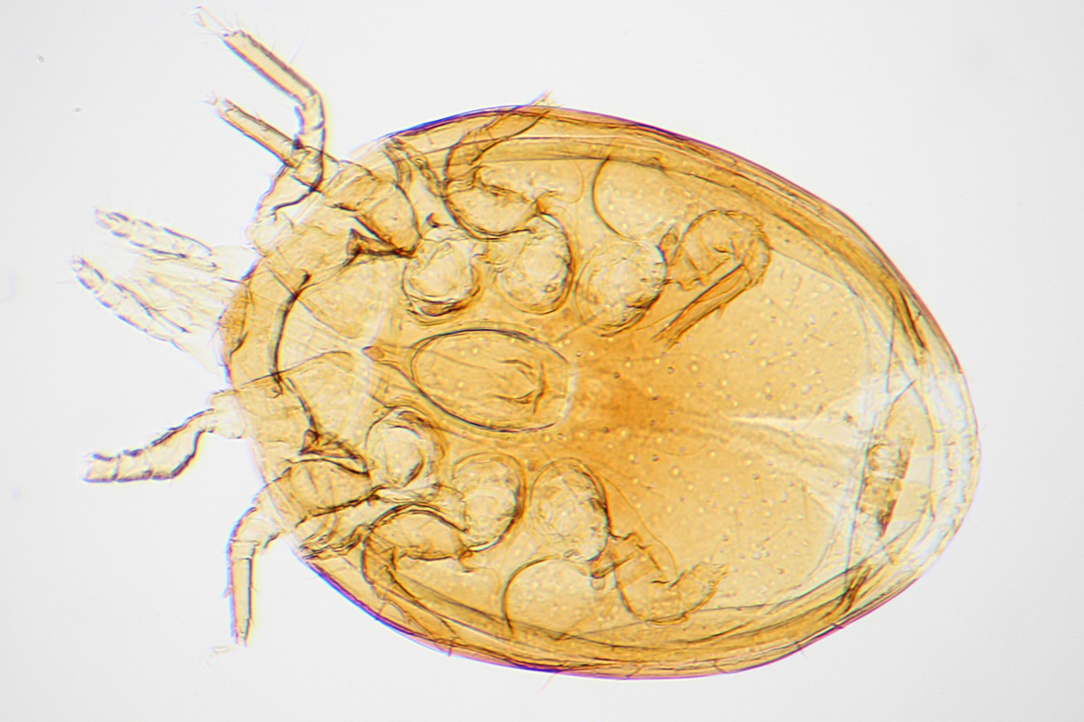 Anonyme - Nenteria sp. - réf. 109006 (1200 x 800 pixels, 207 ko)