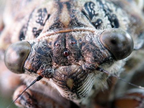 Cicada orni