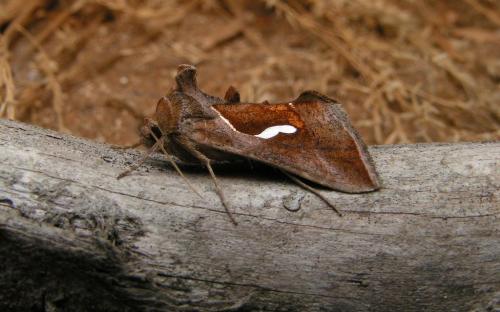 Macdunnoughia confusa