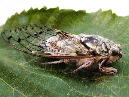 Cicada orni