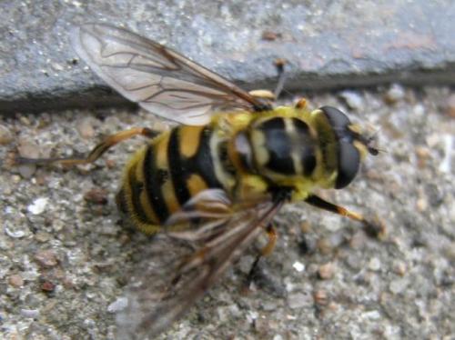 Myathropa florea