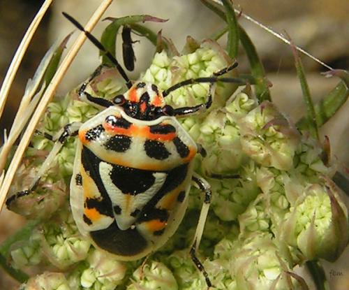 Réf. 11 155 : Eurydema ornata