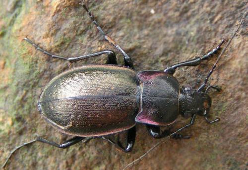 Carabus nemoralis