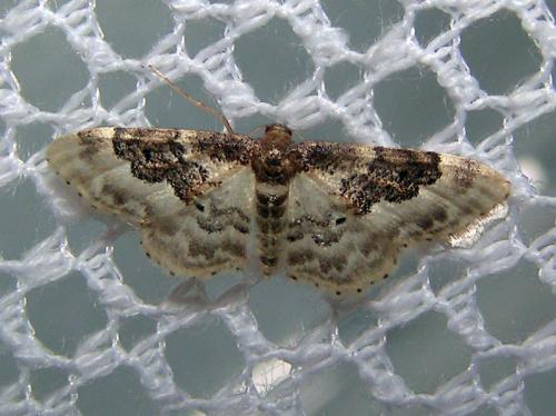 Réf. 11 578 : Idaea rusticata