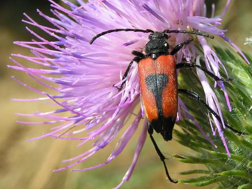 Réf. 11 577 : Stictoleptura cordigera