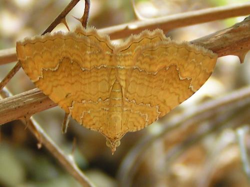 Réf. 11 579 : Camptogramma bilineata