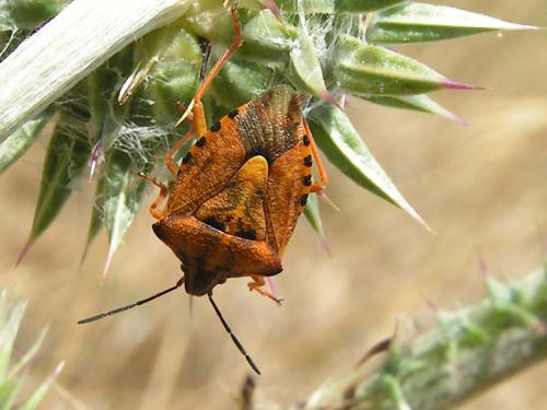 Carpocoris purpureipennis