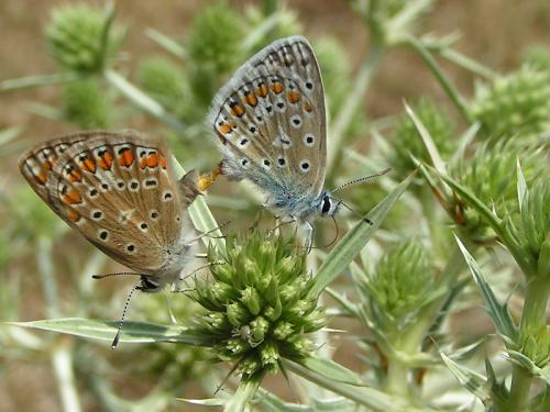 Polyommatus icarus
