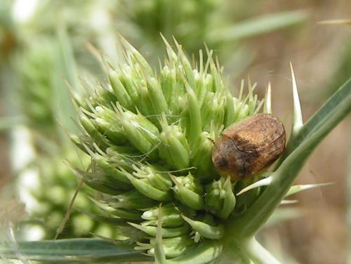Hypocassida sp.