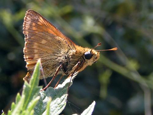 Ochlodes sylvanus