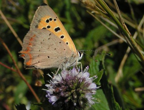 Lycaena phlaeas