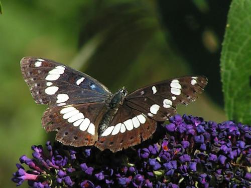 Limenitis reducta