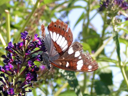 Limenitis reducta