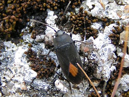 Aphanus rolandri