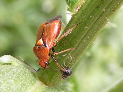 Deraeocoris ruber