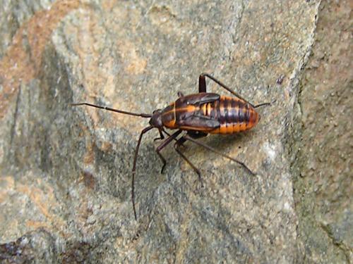 Réf. 11 944 : Calocoris nemoralis