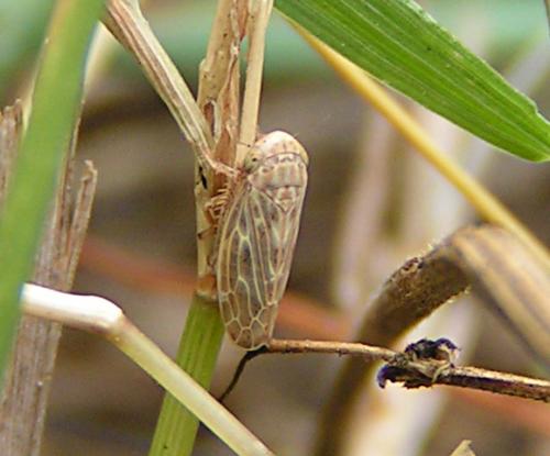 Réf. 11 940 : Euscelis sp.