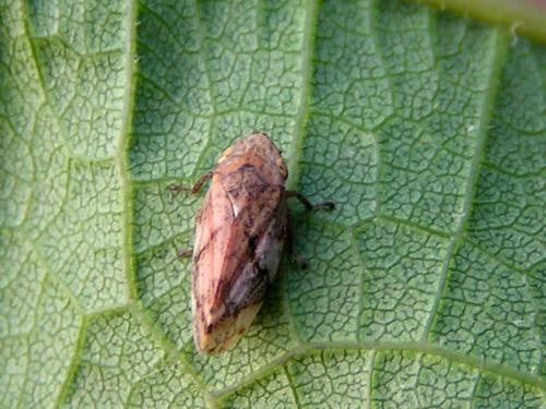 Philaenus spumarius