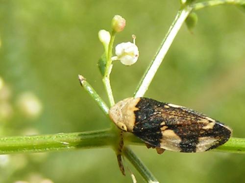Philaenus spumarius