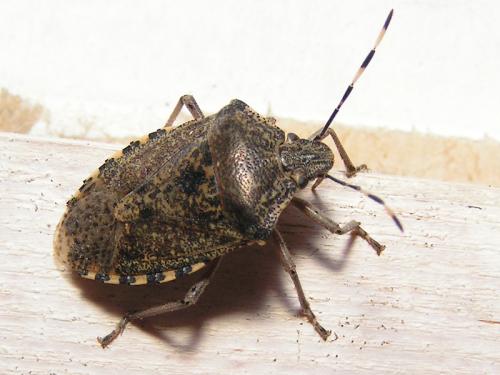 Réf. 11 935 : Rhaphigaster nebulosa