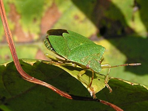 Palomena prasina