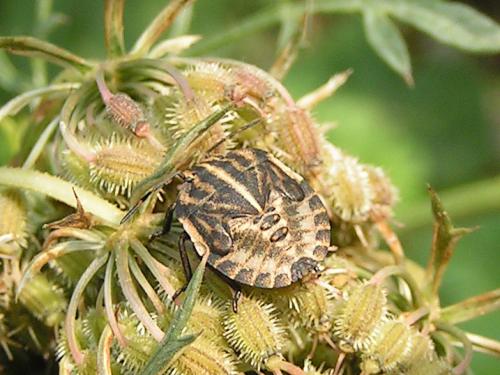 Réf. 11 945 : Graphosoma italicum