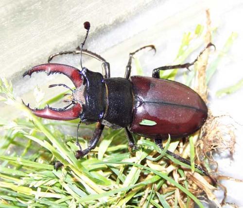 Lucanus cervus