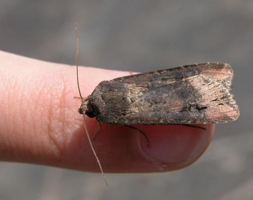 Agrotis ipsilon