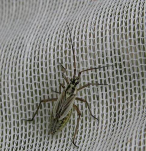 Leptopterna dolabrata