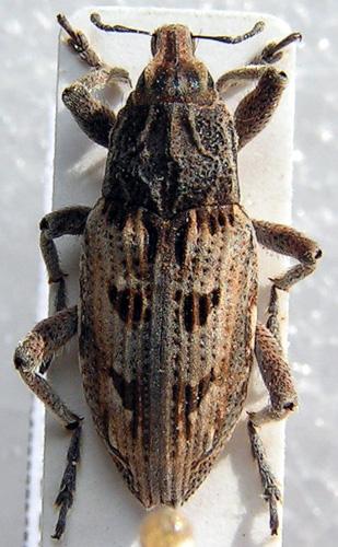 Réf. 11 605 : Coniocleonus excoriatus