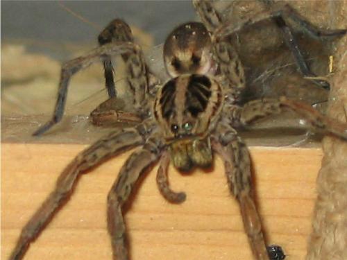 Hogna radiata