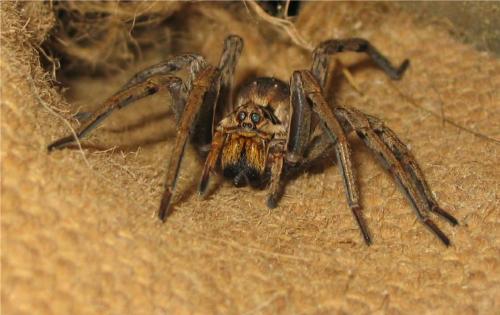 Réf. 11 463 : Hogna radiata