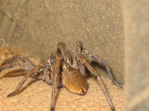Hogna radiata