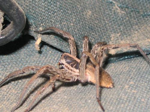 Hogna radiata