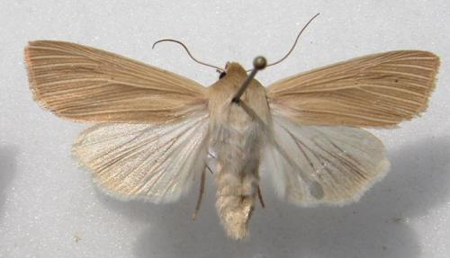 Mythimna sp.