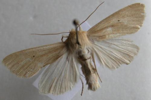 Mythimna sp.