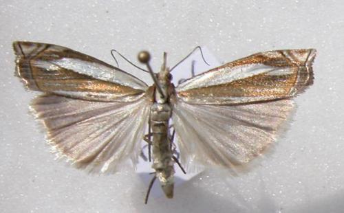 Réf. 11 678 : Crambus pascuella