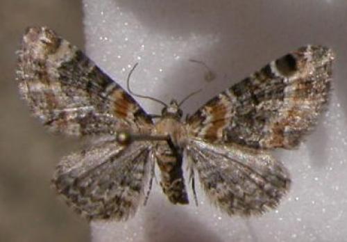 Réf. 11 453 : Eupithecia pulchellata