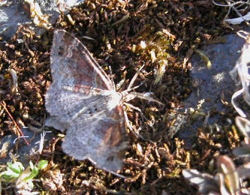 Réf. 11 800 : Xanthorhoe spadicearia