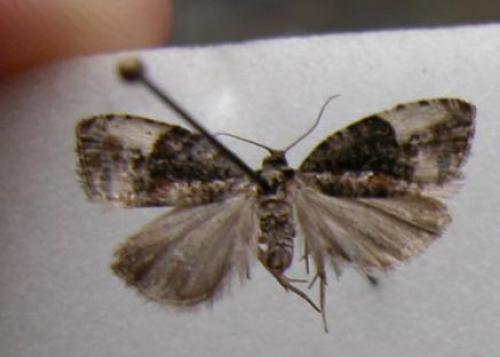 Réf. 11 685 : Hedya nubiferana