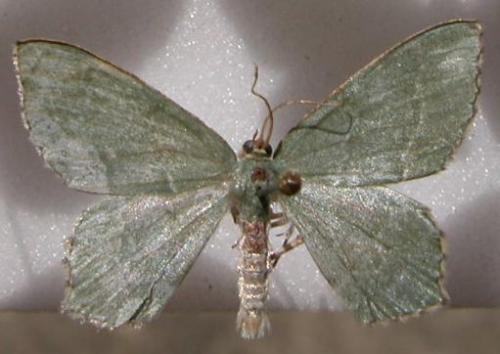Hemithea aestivaria