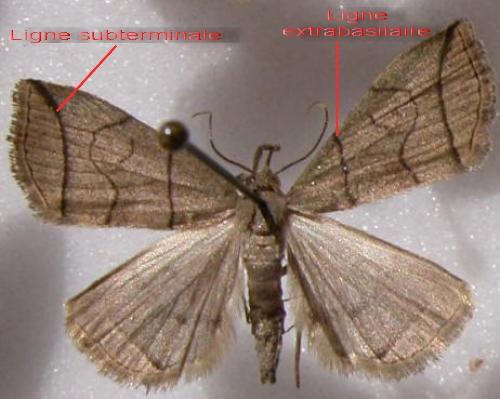 Réf. 11 457 : Herminia grisealis