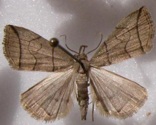 Réf. 11 450 : Herminia grisealis