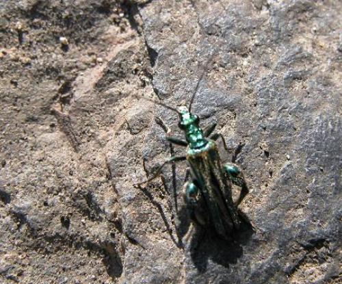 Oedemera nobilis