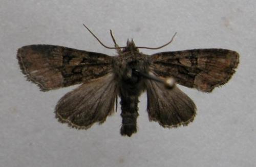 Oligia sp.
