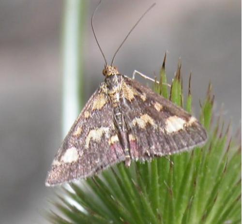 Pyrausta purpuralis