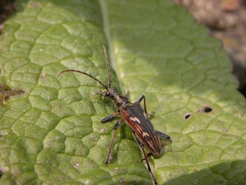 Réf. 11 957 : Rhagium bifasciatum
