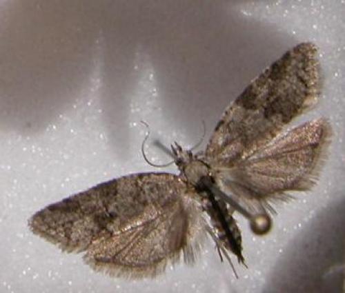 Cnephasia sp.